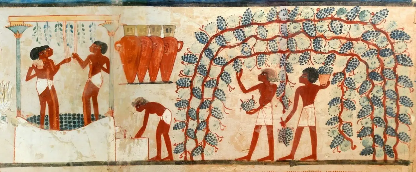 古代エジプトの壁画に描かれた葡萄の収穫